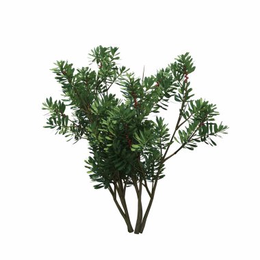 Beyaz arkaplanda izole edilmiş çalılıklar, 3 boyutlu illüstrasyon, cg canlandırma