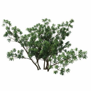 Beyaz arkaplanda izole edilmiş çalılıklar, 3 boyutlu illüstrasyon, cg canlandırma