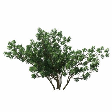 Beyaz arkaplanda izole edilmiş çalılıklar, 3 boyutlu illüstrasyon, cg canlandırma