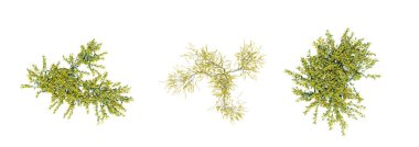 Beyaz arkaplanda izole edilmiş çalılıklar, 3 boyutlu illüstrasyon, cg canlandırma