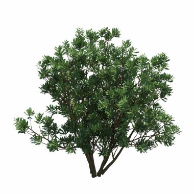 Beyaz arkaplanda izole edilmiş çalılıklar, 3 boyutlu illüstrasyon, cg canlandırma