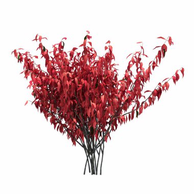 Beyaz arkaplanda izole edilmiş çalılıklar, 3 boyutlu illüstrasyon, cg canlandırma