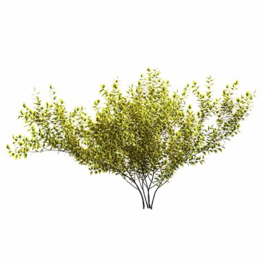 Beyaz arkaplanda izole edilmiş çalılıklar, 3 boyutlu illüstrasyon, cg canlandırma