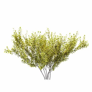 Beyaz arkaplanda izole edilmiş çalılıklar, 3 boyutlu illüstrasyon, cg canlandırma