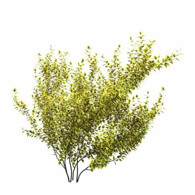 Beyaz arkaplanda izole edilmiş çalılıklar, 3 boyutlu illüstrasyon, cg canlandırma