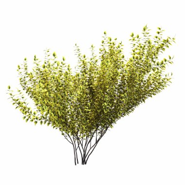 Beyaz arkaplanda izole edilmiş çalılıklar, 3 boyutlu illüstrasyon, cg canlandırma