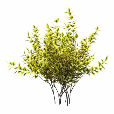 Beyaz arkaplanda izole edilmiş çalılıklar, 3 boyutlu illüstrasyon, cg canlandırma