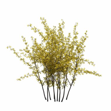 Beyaz arkaplanda izole edilmiş çalılıklar, 3 boyutlu illüstrasyon, cg canlandırma