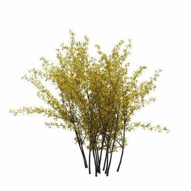 Beyaz arkaplanda izole edilmiş çalılıklar, 3 boyutlu illüstrasyon, cg canlandırma