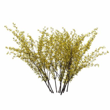 Beyaz arkaplanda izole edilmiş çalılıklar, 3 boyutlu illüstrasyon, cg canlandırma