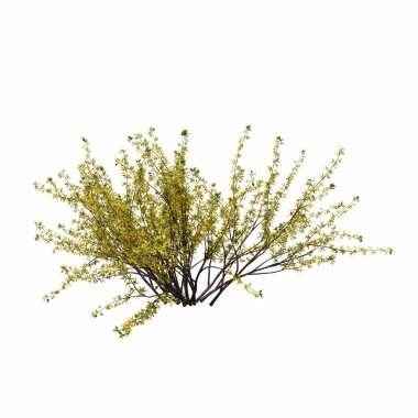 Beyaz arkaplanda izole edilmiş çalılıklar, 3 boyutlu illüstrasyon, cg canlandırma