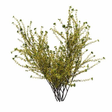 Beyaz arkaplanda izole edilmiş çalılıklar, 3 boyutlu illüstrasyon, cg canlandırma