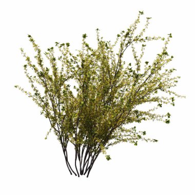 Beyaz arkaplanda izole edilmiş çalılıklar, 3 boyutlu illüstrasyon, cg canlandırma