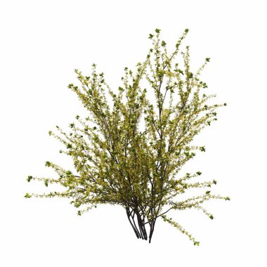 Beyaz arkaplanda izole edilmiş çalılıklar, 3 boyutlu illüstrasyon, cg canlandırma