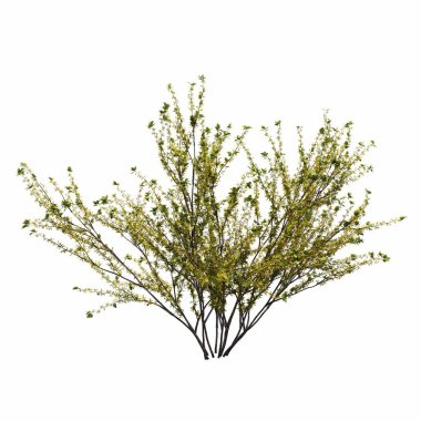 Beyaz arkaplanda izole edilmiş çalılıklar, 3 boyutlu illüstrasyon, cg canlandırma