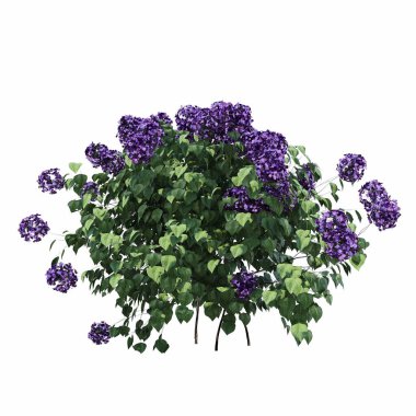 Beyaz arkaplanda izole edilmiş çalılıklar, 3 boyutlu illüstrasyon, cg canlandırma