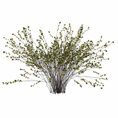 Beyaz arkaplanda izole edilmiş çalılıklar, 3 boyutlu illüstrasyon, cg canlandırma