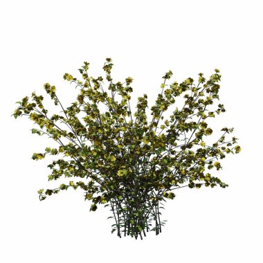 Beyaz arkaplanda izole edilmiş çalılıklar, 3 boyutlu illüstrasyon, cg canlandırma