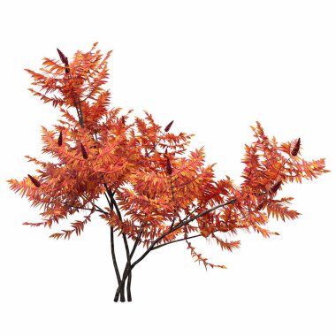 Beyaz arkaplanda izole edilmiş çalılıklar, 3 boyutlu illüstrasyon, cg canlandırma