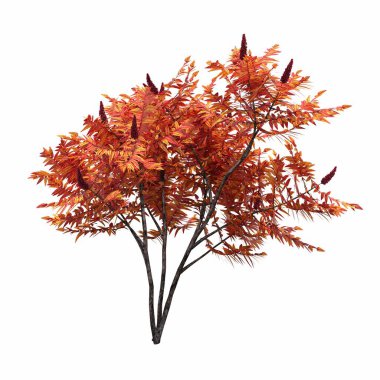 Beyaz arkaplanda izole edilmiş çalılıklar, 3 boyutlu illüstrasyon, cg canlandırma