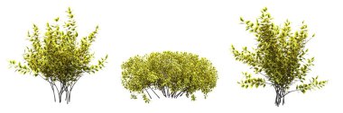 Beyaz arkaplanda izole edilmiş çalılıklar, 3 boyutlu illüstrasyon, cg canlandırma