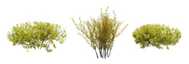 Beyaz arkaplanda izole edilmiş çalılıklar, 3 boyutlu illüstrasyon, cg canlandırma