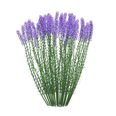 Beyaz arkaplanda izole edilmiş çalılıklar, 3 boyutlu illüstrasyon, cg canlandırma