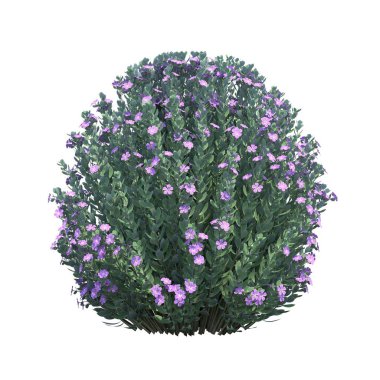 Beyaz arkaplanda izole edilmiş çalılıklar, 3 boyutlu illüstrasyon, cg canlandırma