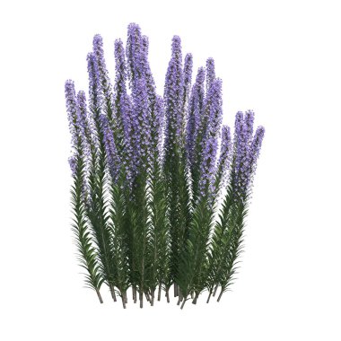 Beyaz arkaplanda izole edilmiş çalılıklar, 3 boyutlu illüstrasyon, cg canlandırma