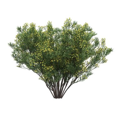 Beyaz arkaplanda izole edilmiş çalılıklar, 3 boyutlu illüstrasyon, cg canlandırma