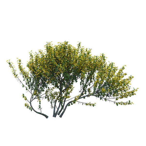 Arbustos Aislados Sobre Fondo Blanco Ilustración Renderizado — Foto de Stock