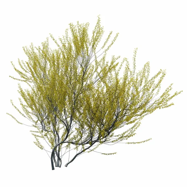 在白色背景上隔离的灌木丛 3D插图 Cg渲染 — 图库照片