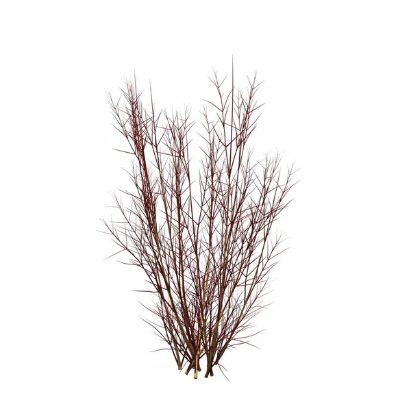 Beyaz arkaplanda izole edilmiş çalılıklar, 3 boyutlu illüstrasyon, cg canlandırma