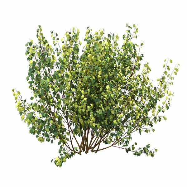 Beyaz arkaplanda izole edilmiş çalılıklar, 3 boyutlu illüstrasyon, cg canlandırma