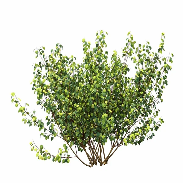 Beyaz arkaplanda izole edilmiş çalılıklar, 3 boyutlu illüstrasyon, cg canlandırma