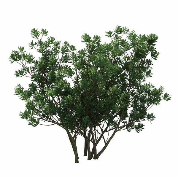 Beyaz arkaplanda izole edilmiş çalılıklar, 3 boyutlu illüstrasyon, cg canlandırma