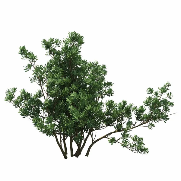 在白色背景上隔离的灌木丛 3D插图 Cg渲染 — 图库照片