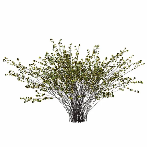 Krzewy Izolowane Białym Tle Ilustracja Renderowanie — Zdjęcie stockowe