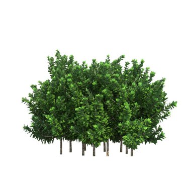 Yaprak döken ağaçlar, beyaz arkaplanda izole edilmiş, 3 boyutlu illüstrasyon, cg canlandırma