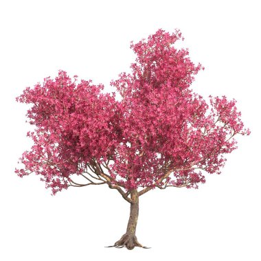 Yaprak döken ağaçlar, beyaz arkaplanda izole edilmiş, 3 boyutlu illüstrasyon, cg canlandırma