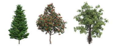 Yaprak döken ağaçlar, beyaz arkaplanda izole edilmiş, 3 boyutlu illüstrasyon, cg canlandırma