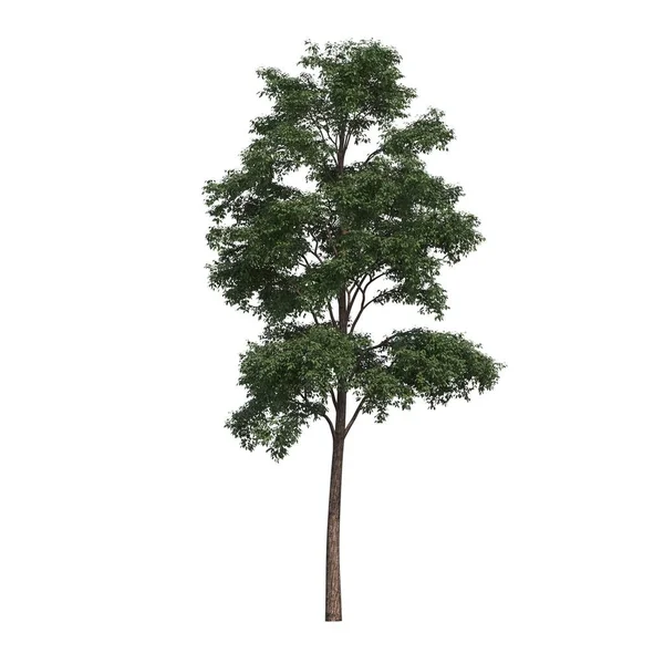 Drzewa Liściaste Odizolowane Białym Tle Ilustracja Renderowanie — Zdjęcie stockowe