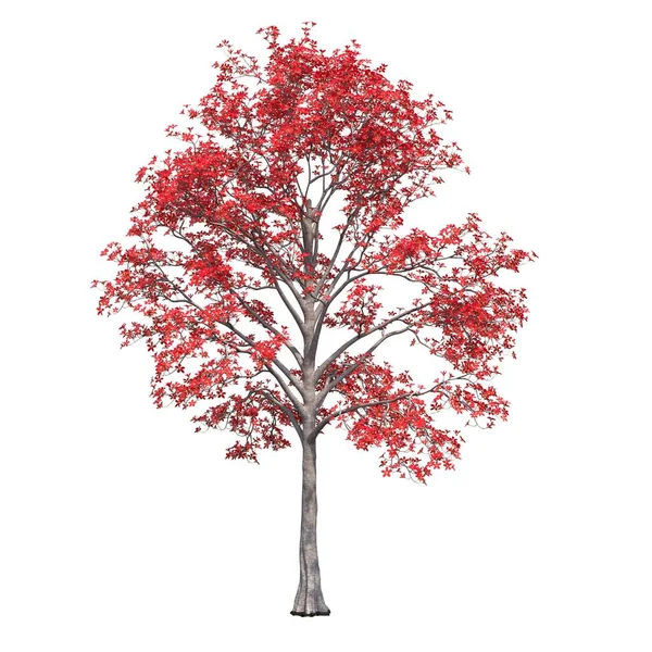 Listnaté Stromy Izolované Bílém Pozadí Ilustrace Vykreslení — Stock fotografie