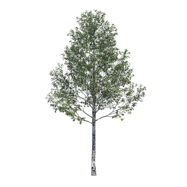 Лиственные Деревья Выделенные Белом Фоне Иллюстрация Рендеринг — стоковое фото