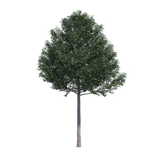 Listnaté Stromy Izolované Bílém Pozadí Ilustrace Vykreslení — Stock fotografie