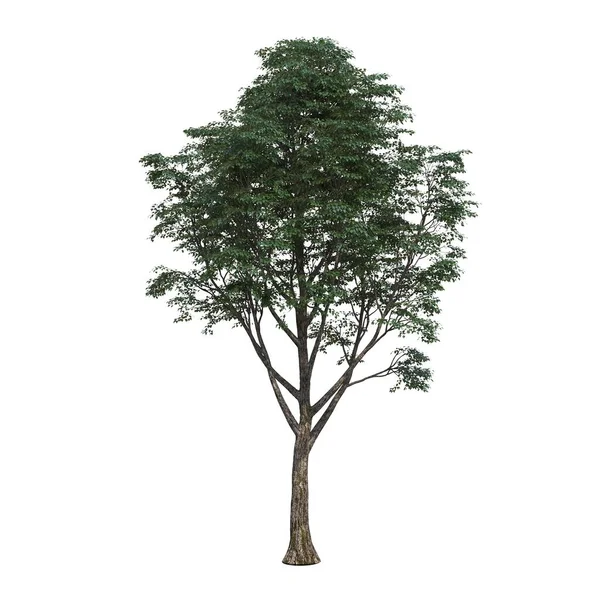 白地に孤立した落葉樹3DイラストCgレンダリング — ストック写真