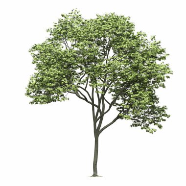 Yaprak döken ağaç, beyaz arkaplanda izole edilmiş, 3 boyutlu illüstrasyon, cg oluşturucu