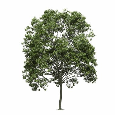 Yaprak döken ağaç, beyaz arkaplanda izole edilmiş, 3 boyutlu illüstrasyon, cg oluşturucu