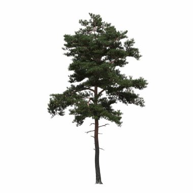 Yaprak döken ağaç, beyaz arkaplanda izole edilmiş, 3 boyutlu illüstrasyon, cg oluşturucu