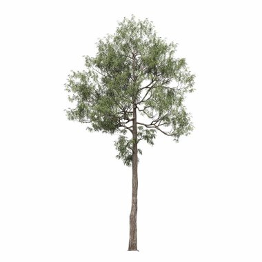 Yaprak döken ağaç, beyaz arkaplanda izole edilmiş, 3 boyutlu illüstrasyon, cg oluşturucu